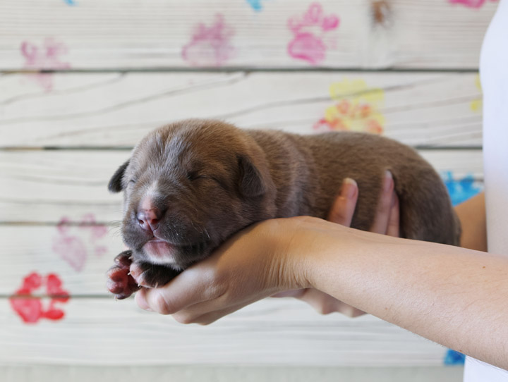 chinook puppy